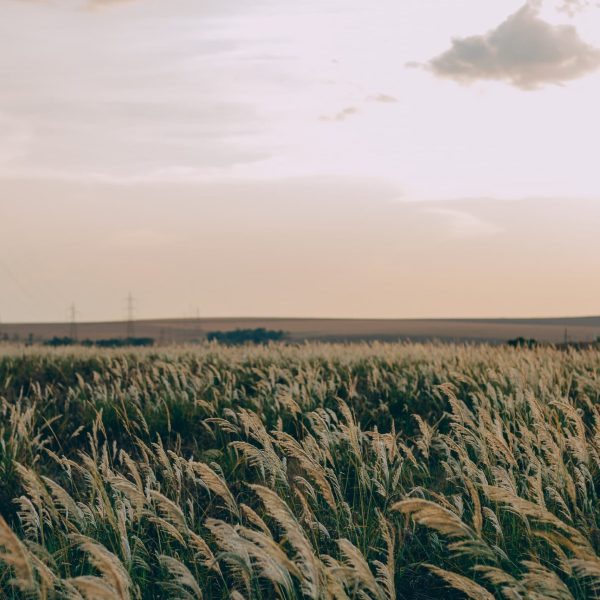 wheatfieldresized